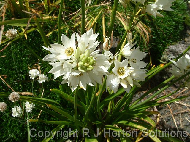 Ornithogalum white